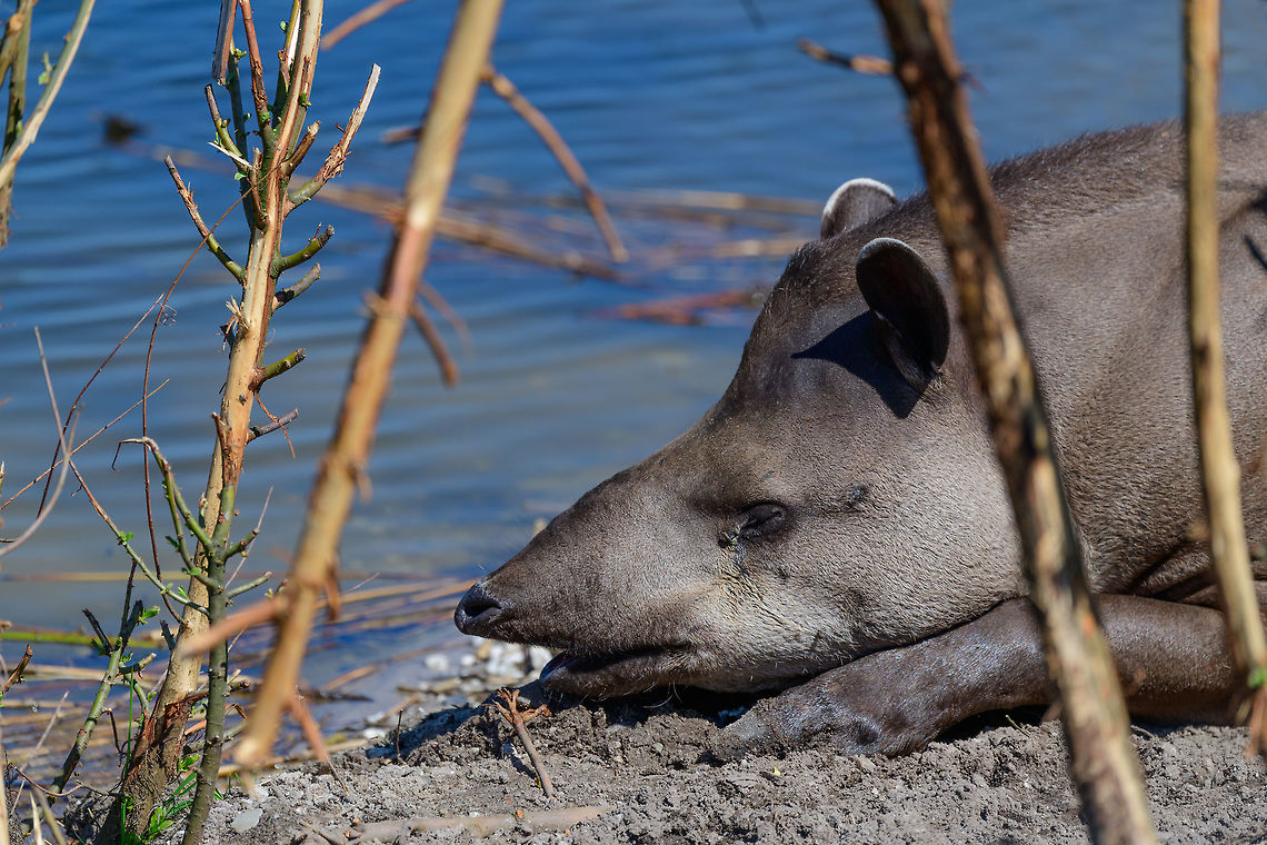South American tapir, Zie-Zoo, Netherlands Sunbathing near a pond in this zoo. This is a large, nocturnal vegetarian. The female carries for a whopping 335-439 days to deliver a single young. It&#039;s a good swimmer and prefers water rich habitats, both to feed and to escape danger. Europe,Netherlands,South American tapir,Tapirus terrestris,Volkel,World,Zie-Zoo,Zoo
