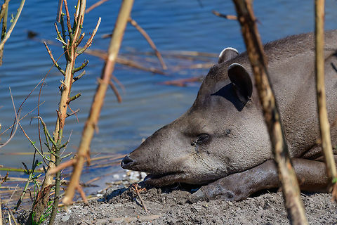 South American tapir, Zie-Zoo, Netherlands Sunbathing near a pond in this zoo. This is a large, nocturnal vegetarian. The female carries for a whopping 335-439 days to deliver a single young. It's a good swimmer and prefers water rich habitats, both to feed and to escape danger. Europe,Netherlands,South American tapir,Tapirus terrestris,Volkel,World,Zie-Zoo,Zoo