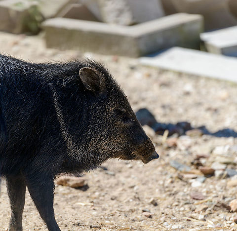 Collared Peccary, Zie-Zoo, Netherlands  Collared peccary,Europe,Netherlands,Pecari tajacu,Volkel,World,Zie-Zoo,Zoo