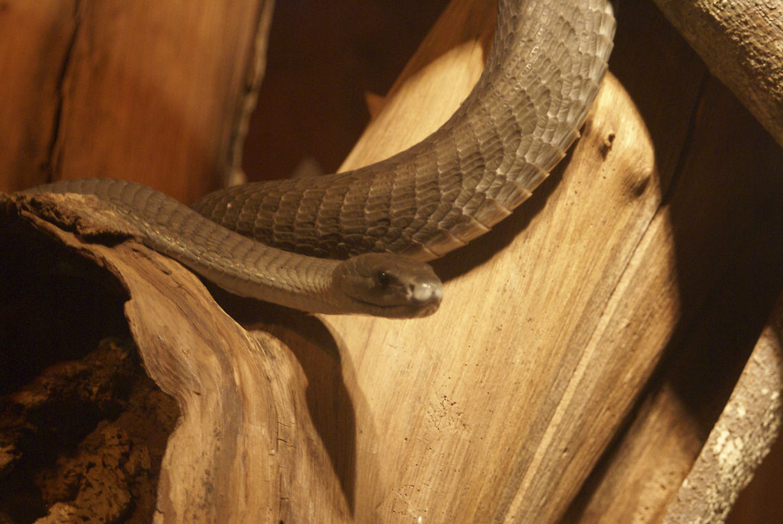 Black Mamba in captivity A Black Mamba, a notorioous man killer, in captivity in South Africa. Black Mamba,Black mamba,Dendroaspis polylepis,Reptiles,Serpentes,Snakes,uShaka