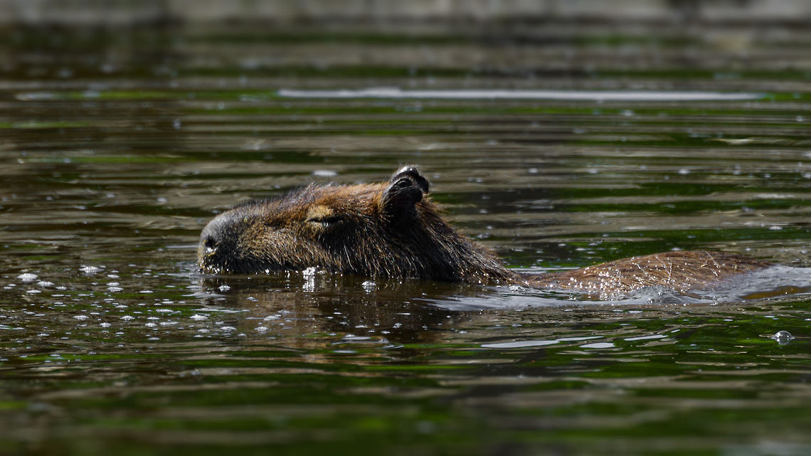 Capybara swimming, Zie-Zoo, Netherlands The largest rodent in the world. The current running joke on the internet is how &quot;chill&quot; they are, tolerant of many species in their presence:<br />
<a href="https://i.redd.it/1752wrs7qhsy.png" rel="nofollow">https://i.redd.it/1752wrs7qhsy.png</a><br />
<br />
We personally saw them amidst cayman in the wild:<br />
<figure class="photo"><a href="https://www.jungledragon.com/image/2728/capybara_swims_amongst_caimans.html" title="Capybara swims amongst caimans"><img src="https://s3.amazonaws.com/media.jungledragon.com/images/2/2728_thumb.jpg?AWSAccessKeyId=05GMT0V3GWVNE7GGM1R2&Expires=1767225610&Signature=EEJLGNQcvW3TgsWSFbJXVIpSTNw%3D" width="200" height="134" alt="Capybara swims amongst caimans A Capybara, the world&#039;s largest rodent, swims amongst a shore full of caiman unimpressed. These two species are not in direct competition with each other given the abundance of food. Brazil,Caiman,Capybara,Pantanal" /></a></figure><br />
<br />
 Capybara,Europe,Hydrochoerus hydrochaeris,Netherlands,Volkel,World,Zie-Zoo,Zoo