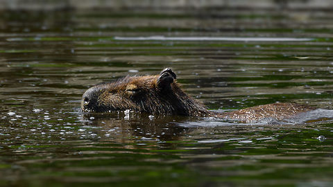 Capybara swimming, Zie-Zoo, Netherlands The largest rodent in the world. The current running joke on the internet is how "chill" they are, tolerant of many species in their presence:
https://i.redd.it/1752wrs7qhsy.png

We personally saw them amidst cayman in the wild:
https://www.jungledragon.com/image/2728/capybara_swims_amongst_caimans.html

 Capybara,Europe,Hydrochoerus hydrochaeris,Netherlands,Volkel,World,Zie-Zoo,Zoo
