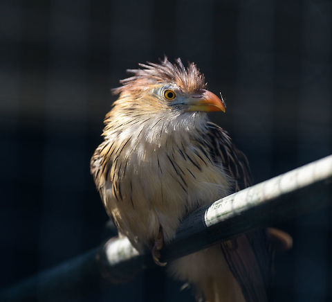 Guira Cuckoo, Zie-Zoo, Netherlands  Europe,Guira Cuckoo,Guira guira,Netherlands,Volkel,World,Zie-Zoo,Zoo
