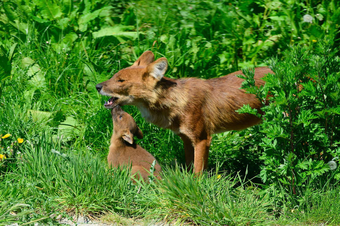 Dhole - cub eating from parents mouth III, Zie-Zoo, Netherlands On our way towards the exit, we came by the Dholes once again and had another glimpse at a cub trying to take leftovers of a meal from a parent. Longer series here:<br />
<figure class="photo"><a href="https://www.jungledragon.com/image/61609/dhole_-_couple_sharing_ii_zie-zoo_netherlands.html" title="Dhole - couple, sharing II, Zie-Zoo, Netherlands"><img src="https://s3.amazonaws.com/media.jungledragon.com/images/2/61609_thumb.jpg?AWSAccessKeyId=05GMT0V3GWVNE7GGM1R2&Expires=1770854410&Signature=zb6zyoB%2FvMc9bxzokcOB%2BUQPQ1k%3D" width="200" height="134" alt="Dhole - couple, sharing II, Zie-Zoo, Netherlands Our reason for visiting this small zoo was a small headline in the national news that reported a whopping 12 Dhole cubs born. This species is endangered in the wild, with a population estimated below 2,500. This zoo participates in a conservation effort to save the species.<br />
<br />
As luck would have it, the guy on his way to feed them was walking right next to us. So he lured us in, explained best viewing points, and behavior. I hope you like Dholes, because I'm going to share a lot of them :)<br />
<br />
Some behaviors shown in the set: cubs, individual adults chasing food, adult dominant and submissive behavior, and cubs eating from the parent's mouth.<br />
<br />
https://www.jungledragon.com/image/61596/dhole_cub_zie-zoo_netherlands.html<br />
https://www.jungledragon.com/image/61598/dhole_-_adult_chasing_zie-zoo_netherlands.html<br />
https://www.jungledragon.com/image/61599/dhole_-_adult_chasing_closeup_zie-zoo_netherlands.html<br />
https://www.jungledragon.com/image/61600/dhole_-_submissive_adult_zie-zoo_netherlands.html<br />
https://www.jungledragon.com/image/61602/dhole_-_couple_sharing_zie-zoo_netherlands.html<br />
https://www.jungledragon.com/image/61603/dhole_-_adult_before_jump_zie-zoo_netherlands.html<br />
https://www.jungledragon.com/image/61604/dhole_-_adult_with_cub_zie-zoo_netherlands.html<br />
https://www.jungledragon.com/image/61605/dhole_-_adult_portrait_zie-zoo_netherlands.html<br />
https://www.jungledragon.com/image/61606/dhole_-_adult_scream_zie-zoo_netherlands.html<br />
https://www.jungledragon.com/image/61607/dhole_-_adult_portrait_ii_zie-zoo_netherlands.html<br />
https://www.jungledragon.com/image/61610/dhole_-_adult_on_the_move_zie-zoo_netherlands.html<br />
https://www.jungledragon.com/image/61611/dhole_-_cub_eating_from_parents_mouth_zie-zoo_netherlands.html<br />
https://www.jungledragon.com/image/61612/dhole_-_adult_portrait_iii_zie-zoo_netherlands.html<br />
https://www.jungledragon.com/image/61613/dhole_-_cub_eating_from_parents_mouth_ii_zie-zoo_netherlands.html<br />
 Cuon alpinus,Dhole,Europe,Netherlands,Volkel,World,Zie-Zoo,Zoo" /></a></figure> Cuon alpinus,Dhole,Europe,Netherlands,Volkel,World,Zie-Zoo,Zoo