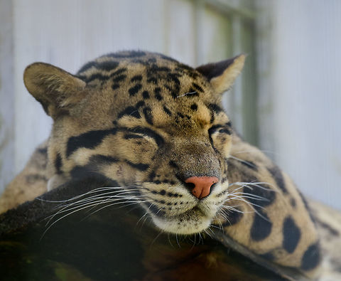 Clouded Leopard, Zie-Zoo, Netherlands One of two Clouded Leopards found in this zoo. This one was sleeping on a board very high up in the cage. Here you can see the pair having a little argument:
https://www.youtube.com/watch?v=8uxzggsHPpk
They are named after their beautiful cloud like patterns. They are incredible climbers...and jumpers:

https://www.youtube.com/watch?v=iPRiQ6SBntQ Clouded leopard,Europe,Neofelis nebulosa,Netherlands,Volkel,World,Zie-Zoo,Zoo