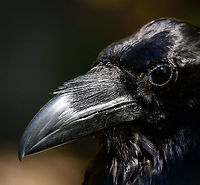 Common Raven, Zie-Zoo, Netherlands Despite its giant range throughout the world, I don't recall having seen a Raven in the wild. In the Netherlands they had been near-extinct, yet made a tiny comeback with at most a few hundred breeding pairs. I was kind of shocked to see how enormous they are compared to the crow-like species attending our garden. <br />
<br />
Despite size, this bird is notable for its intelligent behavior. A few examples, taken from the dutch Wikipedia page:<br />
<br />
- They can form pact with wolves, notifying a wolf of injured animals, after which the raven feeds on the carcass after the kill by the wolf.<br />
- They have the ability to use tools; using sticks to pull out food from holes, and using rocks to crack open nuts.<br />
- It can mimic sounds of its surroundings, including human voice.<br />
- It has a solid memory, as it stashes food supplies in dozens of different places<br />
- It also remembers food stashes from other Ravens, to plunder them later<br />
- It understands when another Raven's line of sight is blocked, so that even when the stash owner is nearby, it knows when it can plunder<br />
- They know who their friends and enemies are, they know alliances of other Ravens, in other words: they know politics<br />
- They comfort Ravens that were beaten in a dispute, expecting this service in return<br />
<br />
And...they are useful like vultures in cleaning up carcasses. I'd summarize this as the Raven being a freaking awesome bird. Not at all the "biblical" devil like creature it is believed to be.<br />
<br />
https://www.jungledragon.com/image/61890/common_raven_-_bw_zie-zoo_netherlands.html Common Raven,Corvus corax,Europe,Netherlands,Volkel,World,Zie-Zoo,Zoo
