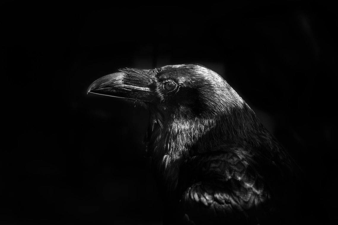 Common Raven - BW, Zie-Zoo, Netherlands Despite its giant range throughout the world, I don&#039;t recall having seen a Raven in the wild. In the Netherlands they had been near-extinct, yet made a tiny comeback with at most a few hundred breeding pairs. I was kind of shocked to see how enormous they are compared to the crow-like species attending our garden. <br />
<br />
Despite size, this bird is notable for its intelligent behavior. A few examples, taken from the dutch Wikipedia page:<br />
<br />
- They can form pact with wolves, notifying a wolf of injured animals, after which the raven feeds on the carcass after the kill by the wolf.<br />
- They have the ability to use tools; using sticks to pull out food from holes, and using rocks to crack open nuts.<br />
- It can mimic sounds of its surroundings, including human voice.<br />
- It has a solid memory, as it stashes food supplies in dozens of different places<br />
- It also remembers food stashes from other Ravens, to plunder them later<br />
- It understands when another Raven&#039;s line of sight is blocked, so that even when the stash owner is nearby, it knows when it can plunder<br />
- They know who their friends and enemies are, they know alliances of other Ravens, in other words: they know politics<br />
- They comfort Ravens that were beaten in a dispute, expecting this service in return<br />
<br />
And...they are useful like vultures in cleaning up carcasses. I&#039;d summarize this as the Raven being a freaking awesome bird. Not at all the &quot;biblical&quot; devil like creature it is believed to be.<br />
<br />
<figure class="photo"><a href="https://www.jungledragon.com/image/61889/common_raven_zie-zoo_netherlands.html" title="Common Raven, Zie-Zoo, Netherlands"><img src="https://s3.amazonaws.com/media.jungledragon.com/images/2/61889_thumb.jpg?AWSAccessKeyId=05GMT0V3GWVNE7GGM1R2&Expires=1759968010&Signature=vtqrpiRLq6otozJw1lf02X%2BBY9Y%3D" width="200" height="186" alt="Common Raven, Zie-Zoo, Netherlands Despite its giant range throughout the world, I don&#039;t recall having seen a Raven in the wild. In the Netherlands they had been near-extinct, yet made a tiny comeback with at most a few hundred breeding pairs. I was kind of shocked to see how enormous they are compared to the crow-like species attending our garden. <br />
<br />
Despite size, this bird is notable for its intelligent behavior. A few examples, taken from the dutch Wikipedia page:<br />
<br />
- They can form pact with wolves, notifying a wolf of injured animals, after which the raven feeds on the carcass after the kill by the wolf.<br />
- They have the ability to use tools; using sticks to pull out food from holes, and using rocks to crack open nuts.<br />
- It can mimic sounds of its surroundings, including human voice.<br />
- It has a solid memory, as it stashes food supplies in dozens of different places<br />
- It also remembers food stashes from other Ravens, to plunder them later<br />
- It understands when another Raven&#039;s line of sight is blocked, so that even when the stash owner is nearby, it knows when it can plunder<br />
- They know who their friends and enemies are, they know alliances of other Ravens, in other words: they know politics<br />
- They comfort Ravens that were beaten in a dispute, expecting this service in return<br />
<br />
And...they are useful like vultures in cleaning up carcasses. I&#039;d summarize this as the Raven being a freaking awesome bird. Not at all the &quot;biblical&quot; devil like creature it is believed to be.<br />
<br />
https://www.jungledragon.com/image/61890/common_raven_-_bw_zie-zoo_netherlands.html Common Raven,Corvus corax,Europe,Netherlands,Volkel,World,Zie-Zoo,Zoo" /></a></figure> Common Raven,Corvus corax,Europe,Netherlands,Volkel,World,Zie-Zoo,Zoo,b&w,black and white