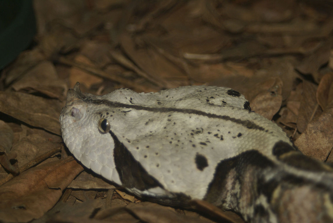 Gaboon Viper Flat-headed white snake shown in captivity here in South Africa. Bitis gabonica,Gaboon Viper,Gaboon viperBitis gabonica,Reptiles,Serpentes,Snakes,Vipers,uShaka