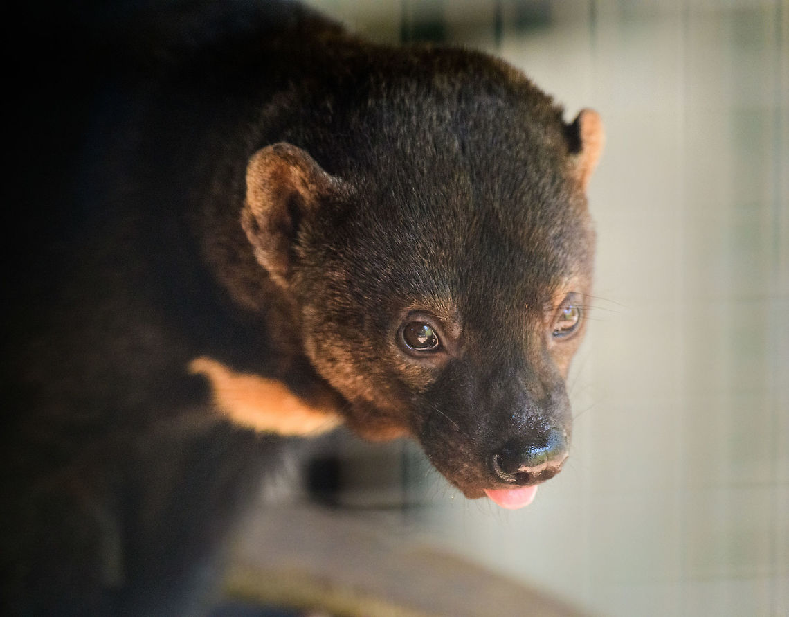 Tayra, Zie-Zoo, Netherlands Trivia, from the sign:<br />
- Named &quot;Papa Mel&quot; in Central Brazil, which means &quot;honey eater&quot;<br />
- Eats much more plant food compared to family members Eira barbara,Europe,Netherlands,Tayra,Volkel,World,Zie-Zoo,Zoo