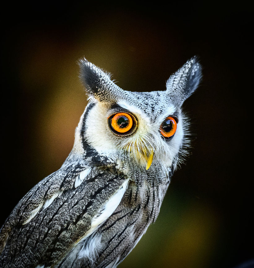 Northern white-faced owl, Zie-Zoo, Netherlands One of two members in the Ptilopsis genus, the other being the Southern white-faced owl.  Europe,Netherlands,Northern white-faced owl,Ptilopsis leucotis,Volkel,World,Zie-Zoo,Zoo