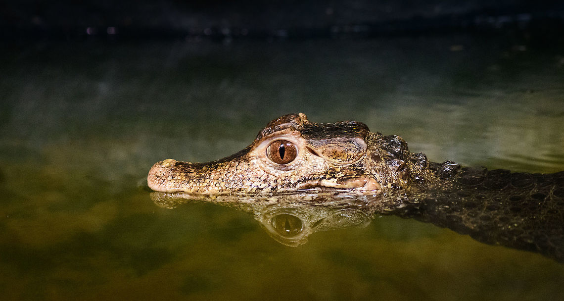 Cuviers dwarf caiman, Zie-Zoo, Netherlands The smallest of crocodiles. Because of its vulnerability, it is stronger plated compared to other crocs. This includes extra plates above the eyes, which resemble &quot;brows&quot;.<br />
<figure class="photo"><a href="https://www.jungledragon.com/image/61922/cuviers_dwarf_caiman_-_portrait_zie-zoo_netherlands.html" title="Cuviers dwarf caiman - portrait, Zie-Zoo, Netherlands"><img src="https://s3.amazonaws.com/media.jungledragon.com/images/2/61922_thumb.jpg?AWSAccessKeyId=05GMT0V3GWVNE7GGM1R2&Expires=1759968010&Signature=U3tW2v1U%2BUC7qzlGCIDySeLzUdo%3D" width="200" height="150" alt="Cuviers dwarf caiman - portrait, Zie-Zoo, Netherlands The smallest of crocodiles. Because of its vulnerability, it is stronger plated compared to other crocs. This includes extra plates above the eyes, which resemble &quot;brows&quot;.<br />
https://www.jungledragon.com/image/61921/cuviers_dwarf_caiman_zie-zoo_netherlands.html<br />
https://www.jungledragon.com/image/61923/cuviers_dwarf_caiman_-_brow_zie-zoo_netherlands.html Cuviers dwarf caiman,Europe,Netherlands,Paleosuchus palpebrosus,Volkel,World,Zie-Zoo,Zoo" /></a></figure><br />
<figure class="photo"><a href="https://www.jungledragon.com/image/61923/cuviers_dwarf_caiman_-_brow_zie-zoo_netherlands.html" title="Cuviers dwarf caiman - brow, Zie-Zoo, Netherlands"><img src="https://s3.amazonaws.com/media.jungledragon.com/images/2/61923_thumb.jpg?AWSAccessKeyId=05GMT0V3GWVNE7GGM1R2&Expires=1759968010&Signature=XTxNiS3werIBgY8Xm06DRnbxz4k%3D" width="200" height="134" alt="Cuviers dwarf caiman - brow, Zie-Zoo, Netherlands The smallest of crocodiles. Because of its vulnerability, it is stronger plated compared to other crocs. This includes extra plates above the eyes, which resemble &quot;brows&quot;.<br />
https://www.jungledragon.com/image/61921/cuviers_dwarf_caiman_zie-zoo_netherlands.html<br />
https://www.jungledragon.com/image/61922/cuviers_dwarf_caiman_-_portrait_zie-zoo_netherlands.html Cuviers dwarf caiman,Europe,Netherlands,Paleosuchus palpebrosus,Volkel,World,Zie-Zoo,Zoo" /></a></figure> Cuviers dwarf caiman,Europe,Netherlands,Paleosuchus palpebrosus,Volkel,World,Zie-Zoo,Zoo