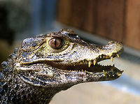 Cuviers dwarf caiman - portrait, Zie-Zoo, Netherlands The smallest of crocodiles. Because of its vulnerability, it is stronger plated compared to other crocs. This includes extra plates above the eyes, which resemble "brows".<br />
https://www.jungledragon.com/image/61921/cuviers_dwarf_caiman_zie-zoo_netherlands.html<br />
https://www.jungledragon.com/image/61923/cuviers_dwarf_caiman_-_brow_zie-zoo_netherlands.html Cuviers dwarf caiman,Europe,Netherlands,Paleosuchus palpebrosus,Volkel,World,Zie-Zoo,Zoo