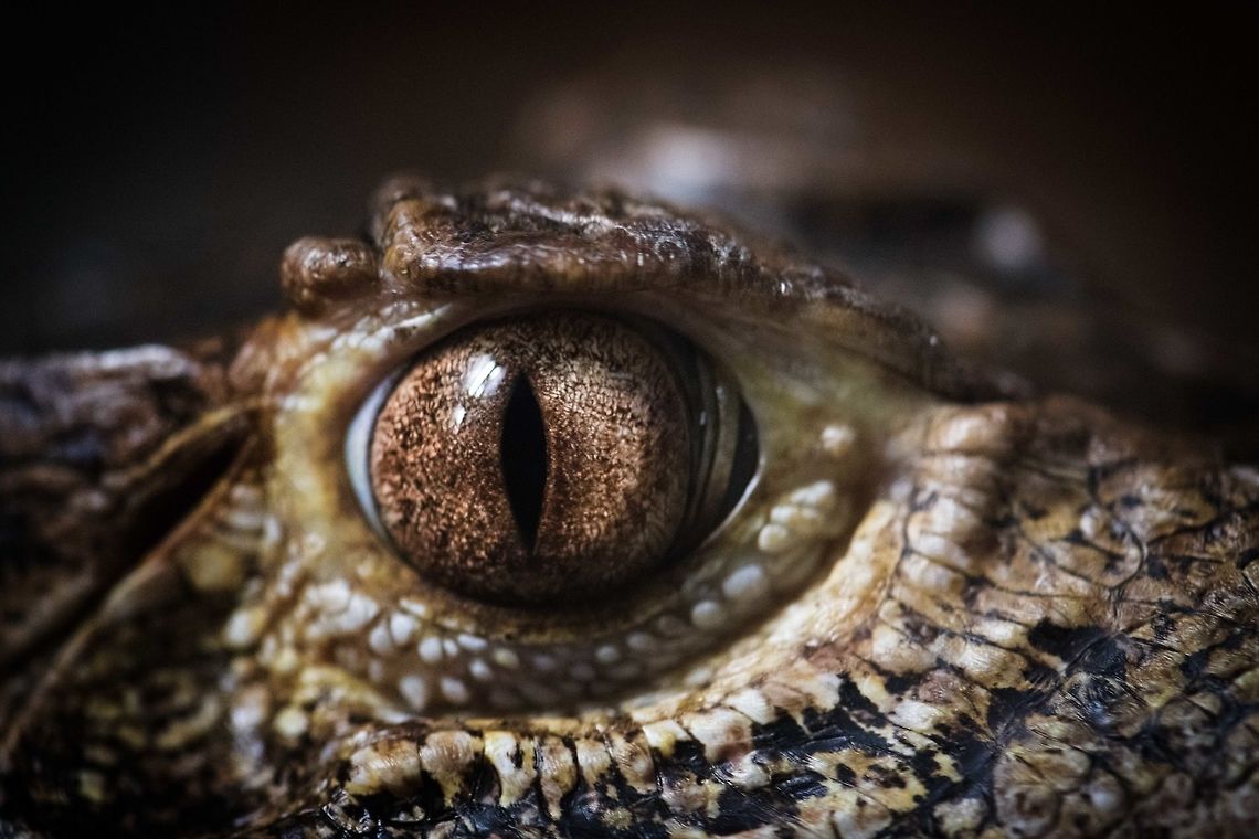 Cuviers dwarf caiman - brow, Zie-Zoo, Netherlands The smallest of crocodiles. Because of its vulnerability, it is stronger plated compared to other crocs. This includes extra plates above the eyes, which resemble &quot;brows&quot;.<br />
<figure class="photo"><a href="https://www.jungledragon.com/image/61921/cuviers_dwarf_caiman_zie-zoo_netherlands.html" title="Cuviers dwarf caiman, Zie-Zoo, Netherlands"><img src="https://s3.amazonaws.com/media.jungledragon.com/images/2/61921_thumb.jpg?AWSAccessKeyId=05GMT0V3GWVNE7GGM1R2&Expires=1759968010&Signature=HdsYssAg9wBsF5sl7g3ZygydR6I%3D" width="200" height="108" alt="Cuviers dwarf caiman, Zie-Zoo, Netherlands The smallest of crocodiles. Because of its vulnerability, it is stronger plated compared to other crocs. This includes extra plates above the eyes, which resemble &quot;brows&quot;.<br />
https://www.jungledragon.com/image/61922/cuviers_dwarf_caiman_-_portrait_zie-zoo_netherlands.html<br />
https://www.jungledragon.com/image/61923/cuviers_dwarf_caiman_-_brow_zie-zoo_netherlands.html Cuviers dwarf caiman,Europe,Netherlands,Paleosuchus palpebrosus,Volkel,World,Zie-Zoo,Zoo" /></a></figure><br />
<figure class="photo"><a href="https://www.jungledragon.com/image/61922/cuviers_dwarf_caiman_-_portrait_zie-zoo_netherlands.html" title="Cuviers dwarf caiman - portrait, Zie-Zoo, Netherlands"><img src="https://s3.amazonaws.com/media.jungledragon.com/images/2/61922_thumb.jpg?AWSAccessKeyId=05GMT0V3GWVNE7GGM1R2&Expires=1759968010&Signature=U3tW2v1U%2BUC7qzlGCIDySeLzUdo%3D" width="200" height="150" alt="Cuviers dwarf caiman - portrait, Zie-Zoo, Netherlands The smallest of crocodiles. Because of its vulnerability, it is stronger plated compared to other crocs. This includes extra plates above the eyes, which resemble &quot;brows&quot;.<br />
https://www.jungledragon.com/image/61921/cuviers_dwarf_caiman_zie-zoo_netherlands.html<br />
https://www.jungledragon.com/image/61923/cuviers_dwarf_caiman_-_brow_zie-zoo_netherlands.html Cuviers dwarf caiman,Europe,Netherlands,Paleosuchus palpebrosus,Volkel,World,Zie-Zoo,Zoo" /></a></figure> Cuviers dwarf caiman,Europe,Netherlands,Paleosuchus palpebrosus,Volkel,World,Zie-Zoo,Zoo