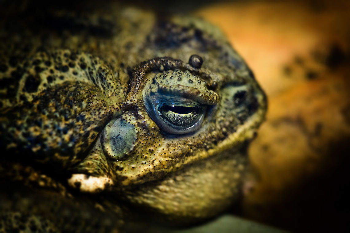 Rococo Toad, Zie-Zoo, Netherlands A very large toad that can be heard from up to 2km away, here's one calling in Costa Rica:<br />
<section class="video"><iframe width="448" height="282" src="https://www.youtube-nocookie.com/embed/Lw6pn7Bhv-M?hd=1&autoplay=0&rel=0" frameborder="0" allowfullscreen></iframe></section><br />
And some information on their defensive behavior, which includes inflating themselves into an even larger toad, as well as expelling venom from their skin:<br />
<br />
<section class="video"><iframe width="448" height="282" src="https://www.youtube-nocookie.com/embed/uheZ31N72WU?hd=1&autoplay=0&rel=0" frameborder="0" allowfullscreen></iframe></section> Europe,Netherlands,Rhinella schneideri,Schneider's toad,Volkel,World,Zie-Zoo,Zoo
