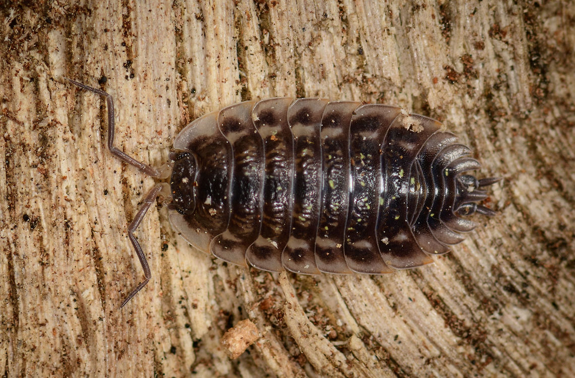 Common Woodlouse - Macro top view, Heeswijk-Dinther, Netherlands Opening a small macro set from a nearby forest. On this very hot day, I went out to try a new lighting setup:<br />
<a href="https://pbs.twimg.com/media/DgfQHncXkAAA5nH.jpg:large" rel="nofollow">https://pbs.twimg.com/media/DgfQHncXkAAA5nH.jpg:large</a><br />
<br />
I already had the ring flash units and added the Rogue foldable soft box. My main flash unit, a SB-910, flashes upwards into the soft box, and sends down diffuse light. Goal of this setup is to try and reduce hard flash shadows, but also to allow me to shoot f/11 - f/16 by day without it looking like a night shot. <br />
<br />
I saw a berch tree with some very loose bark, so I pulled it to find a few woodlice and ants inside. Oniscus asellus is a presumed species, I&#039;ll check it with an expert. <br />
<figure class="photo"><a href="https://www.jungledragon.com/image/61937/common_woodlouse_-_macro_side_view_heeswijk-dinther_netherlands.html" title="Common Woodlouse - Macro side view, Heeswijk-Dinther, Netherlands"><img src="https://s3.amazonaws.com/media.jungledragon.com/images/2/61937_thumb.jpg?AWSAccessKeyId=05GMT0V3GWVNE7GGM1R2&Expires=1759968010&Signature=NFaQXhfxoT%2BMyz1qUXxRBBGkYSE%3D" width="200" height="134" alt="Common Woodlouse - Macro side view, Heeswijk-Dinther, Netherlands Opening a small macro set from a nearby forest. On this very hot day, I went out to try a new lighting setup:<br />
https://pbs.twimg.com/media/DgfQHncXkAAA5nH.jpg:large<br />
<br />
I already had the ring flash units and added the Rogue foldable soft box. My main flash unit, a SB-910, flashes upwards into the soft box, and sends down diffuse light. Goal of this setup is to try and reduce hard flash shadows, but also to allow me to shoot f/11 - f/16 by day without it looking like a night shot. <br />
<br />
I saw a berch tree with some very loose bark, so I pulled it to find a few woodlice and ants inside. Oniscus asellus is a presumed species, I&#039;ll check it with an expert. <br />
https://www.jungledragon.com/image/61936/common_woodlouse_-_macro_top_view_heeswijk-dinther_netherlands.html<br />
A second species of woodlouse found in the same place:<br />
<br />
https://www.jungledragon.com/image/61938/rough_woodlouse_-_macro_side_view_heeswijk-dinther_netherlands.html Europe,Heeswijk-Dinther,Netherlands,Oniscus asellus,World" /></a></figure><br />
A second species of woodlouse found in the same place:<br />
<br />
<figure class="photo"><a href="https://www.jungledragon.com/image/61938/rough_woodlouse_-_macro_side_view_heeswijk-dinther_netherlands.html" title="Rough Woodlouse - Macro side view, Heeswijk-Dinther, Netherlands"><img src="https://s3.amazonaws.com/media.jungledragon.com/images/2/61938_thumb.jpg?AWSAccessKeyId=05GMT0V3GWVNE7GGM1R2&Expires=1759968010&Signature=3ZKJkUwYIJEKFEPHSDOCDDapzbQ%3D" width="200" height="166" alt="Rough Woodlouse - Macro side view, Heeswijk-Dinther, Netherlands Opening a small macro set from a nearby forest. On this very hot day, I went out to try a new lighting setup:<br />
https://pbs.twimg.com/media/DgfQHncXkAAA5nH.jpg:large<br />
<br />
I already had the ring flash units and added the Rogue foldable soft box. My main flash unit, a SB-910, flashes upwards into the soft box, and sends down diffuse light. Goal of this setup is to try and reduce hard flash shadows, but also to allow me to shoot f/11 - f/16 by day without it looking like a night shot. <br />
<br />
I saw a berch tree with some very loose bark, so I pulled it to find a few woodlice and ants inside. Oniscus asellus is a presumed species, I&#039;ll check it with an expert. A second species of woodlouse found in the same place:<br />
https://www.jungledragon.com/image/61936/common_woodlouse_-_macro_top_view_heeswijk-dinther_netherlands.html Europe,Heeswijk-Dinther,Netherlands,Porcellio scaber,Rough woodlouse,World" /></a></figure> Europe,Heeswijk-Dinther,Netherlands,Oniscus asellus,World
