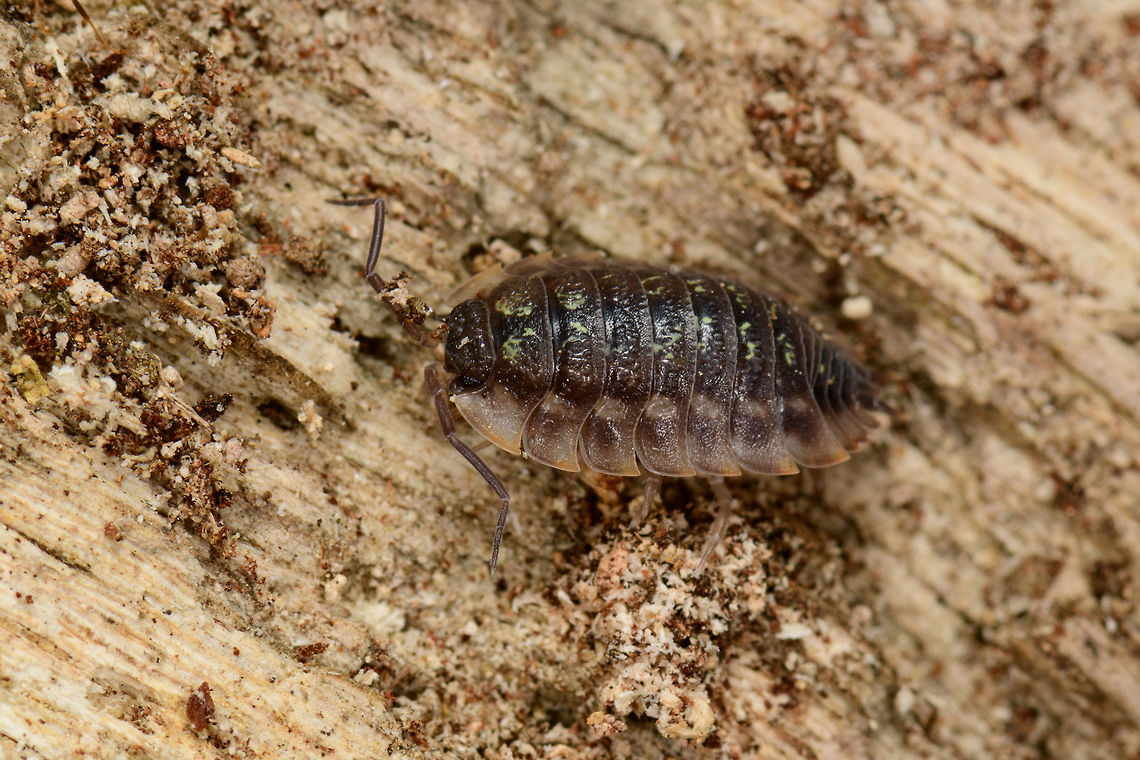 Common Woodlouse - Macro side view, Heeswijk-Dinther, Netherlands Opening a small macro set from a nearby forest. On this very hot day, I went out to try a new lighting setup:<br />
<a href="https://pbs.twimg.com/media/DgfQHncXkAAA5nH.jpg:large" rel="nofollow">https://pbs.twimg.com/media/DgfQHncXkAAA5nH.jpg:large</a><br />
<br />
I already had the ring flash units and added the Rogue foldable soft box. My main flash unit, a SB-910, flashes upwards into the soft box, and sends down diffuse light. Goal of this setup is to try and reduce hard flash shadows, but also to allow me to shoot f/11 - f/16 by day without it looking like a night shot. <br />
<br />
I saw a berch tree with some very loose bark, so I pulled it to find a few woodlice and ants inside. Oniscus asellus is a presumed species, I&#039;ll check it with an expert. <br />
<figure class="photo"><a href="https://www.jungledragon.com/image/61936/common_woodlouse_-_macro_top_view_heeswijk-dinther_netherlands.html" title="Common Woodlouse - Macro top view, Heeswijk-Dinther, Netherlands"><img src="https://s3.amazonaws.com/media.jungledragon.com/images/2/61936_thumb.jpg?AWSAccessKeyId=05GMT0V3GWVNE7GGM1R2&Expires=1759968010&Signature=T0Dl7LqpzU1ocSh0AdyveiMi5To%3D" width="200" height="132" alt="Common Woodlouse - Macro top view, Heeswijk-Dinther, Netherlands Opening a small macro set from a nearby forest. On this very hot day, I went out to try a new lighting setup:<br />
https://pbs.twimg.com/media/DgfQHncXkAAA5nH.jpg:large<br />
<br />
I already had the ring flash units and added the Rogue foldable soft box. My main flash unit, a SB-910, flashes upwards into the soft box, and sends down diffuse light. Goal of this setup is to try and reduce hard flash shadows, but also to allow me to shoot f/11 - f/16 by day without it looking like a night shot. <br />
<br />
I saw a berch tree with some very loose bark, so I pulled it to find a few woodlice and ants inside. Oniscus asellus is a presumed species, I&#039;ll check it with an expert. <br />
https://www.jungledragon.com/image/61937/common_woodlouse_-_macro_side_view_heeswijk-dinther_netherlands.html<br />
A second species of woodlouse found in the same place:<br />
<br />
https://www.jungledragon.com/image/61938/rough_woodlouse_-_macro_side_view_heeswijk-dinther_netherlands.html Europe,Heeswijk-Dinther,Netherlands,Oniscus asellus,World" /></a></figure><br />
A second species of woodlouse found in the same place:<br />
<br />
<figure class="photo"><a href="https://www.jungledragon.com/image/61938/rough_woodlouse_-_macro_side_view_heeswijk-dinther_netherlands.html" title="Rough Woodlouse - Macro side view, Heeswijk-Dinther, Netherlands"><img src="https://s3.amazonaws.com/media.jungledragon.com/images/2/61938_thumb.jpg?AWSAccessKeyId=05GMT0V3GWVNE7GGM1R2&Expires=1759968010&Signature=3ZKJkUwYIJEKFEPHSDOCDDapzbQ%3D" width="200" height="166" alt="Rough Woodlouse - Macro side view, Heeswijk-Dinther, Netherlands Opening a small macro set from a nearby forest. On this very hot day, I went out to try a new lighting setup:<br />
https://pbs.twimg.com/media/DgfQHncXkAAA5nH.jpg:large<br />
<br />
I already had the ring flash units and added the Rogue foldable soft box. My main flash unit, a SB-910, flashes upwards into the soft box, and sends down diffuse light. Goal of this setup is to try and reduce hard flash shadows, but also to allow me to shoot f/11 - f/16 by day without it looking like a night shot. <br />
<br />
I saw a berch tree with some very loose bark, so I pulled it to find a few woodlice and ants inside. Oniscus asellus is a presumed species, I&#039;ll check it with an expert. A second species of woodlouse found in the same place:<br />
https://www.jungledragon.com/image/61936/common_woodlouse_-_macro_top_view_heeswijk-dinther_netherlands.html Europe,Heeswijk-Dinther,Netherlands,Porcellio scaber,Rough woodlouse,World" /></a></figure> Europe,Heeswijk-Dinther,Netherlands,Oniscus asellus,World