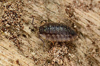Common Woodlouse - Macro side view, Heeswijk-Dinther, Netherlands Opening a small macro set from a nearby forest. On this very hot day, I went out to try a new lighting setup:<br />
https://pbs.twimg.com/media/DgfQHncXkAAA5nH.jpg:large<br />
<br />
I already had the ring flash units and added the Rogue foldable soft box. My main flash unit, a SB-910, flashes upwards into the soft box, and sends down diffuse light. Goal of this setup is to try and reduce hard flash shadows, but also to allow me to shoot f/11 - f/16 by day without it looking like a night shot. <br />
<br />
I saw a berch tree with some very loose bark, so I pulled it to find a few woodlice and ants inside. Oniscus asellus is a presumed species, I'll check it with an expert. <br />
https://www.jungledragon.com/image/61936/common_woodlouse_-_macro_top_view_heeswijk-dinther_netherlands.html<br />
A second species of woodlouse found in the same place:<br />
<br />
https://www.jungledragon.com/image/61938/rough_woodlouse_-_macro_side_view_heeswijk-dinther_netherlands.html Europe,Heeswijk-Dinther,Netherlands,Oniscus asellus,World