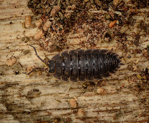 Rough Woodlouse - Macro side view, Heeswijk-Dinther, Netherlands Opening a small macro set from a nearby forest. On this very hot day, I went out to try a new lighting setup:
https://pbs.twimg.com/media/DgfQHncXkAAA5nH.jpg:large

I already had the ring flash units and added the Rogue foldable soft box. My main flash unit, a SB-910, flashes upwards into the soft box, and sends down diffuse light. Goal of this setup is to try and reduce hard flash shadows, but also to allow me to shoot f/11 - f/16 by day without it looking like a night shot. 

I saw a berch tree with some very loose bark, so I pulled it to find a few woodlice and ants inside. Oniscus asellus is a presumed species, I'll check it with an expert. A second species of woodlouse found in the same place:
https://www.jungledragon.com/image/61936/common_woodlouse_-_macro_top_view_heeswijk-dinther_netherlands.html Europe,Heeswijk-Dinther,Netherlands,Porcellio scaber,Rough woodlouse,World