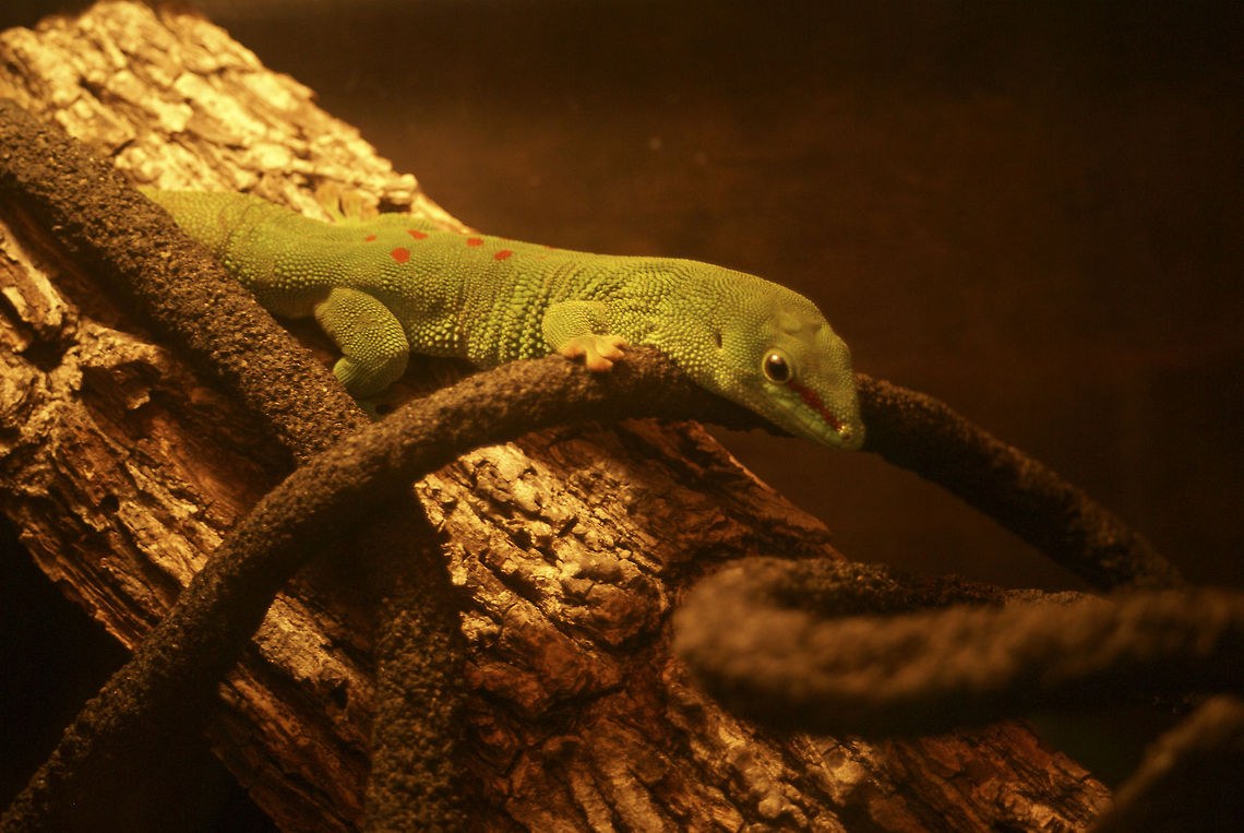 Curious lizard Or so I think this is a lizard. Lizard,Phelsuma grandis,Phelsuma madagascariensis grandis,Reptiles,Squamata,uShaka