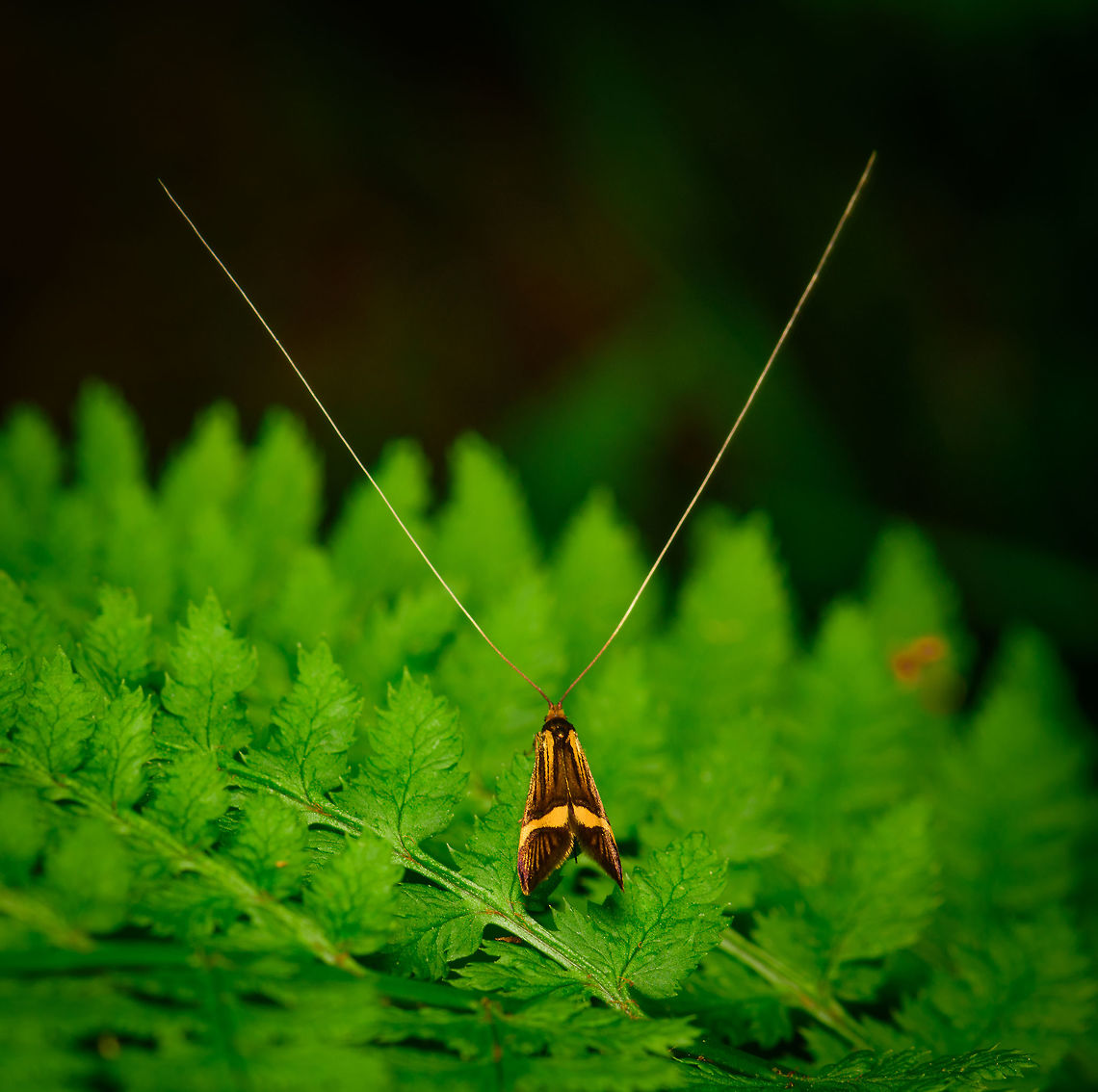 Longhorn Moth - Male, Heeswijk-Dinther, Netherlands Unmistakably the male of the species, with its insanely long antennae several times its body length (4-5 times). I see these moths every season in this damp forest, always on ferns. They are skittish and well aware of you, so the approach has to be very, very slow.  Europe,Heeswijk-Dinther,Longhorn Moth,Moth Week 2018,Nemophora degeerella,Netherlands,World