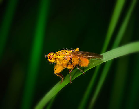 Golden Dung Fly - Male, Heeswijk, Netherlands Abundant species in my region and far beyond it. The male is more yellow/golden than the female, he is larger, and he has yellow fur on the legs as seen on the photo.  Europe,Golden dung fly,Heeswijk-Dinther,Netherlands,Scathophaga stercoraria,World