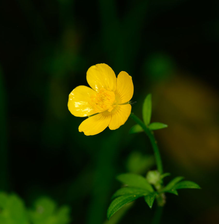 Meadow buttercup, Heeswijk, Netherlands <figure class="photo"><a href="https://www.jungledragon.com/image/62200/meadow_buttercup_-_core_heeswijk_netherlands.html" title="Meadow buttercup - core, Heeswijk, Netherlands"><img src="https://s3.amazonaws.com/media.jungledragon.com/images/2/62200_thumb.jpg?AWSAccessKeyId=05GMT0V3GWVNE7GGM1R2&Expires=1769040010&Signature=7a08HMrNjwIWeFV6iRvc7K92rLk%3D" width="200" height="200" alt="Meadow buttercup - core, Heeswijk, Netherlands https://www.jungledragon.com/image/62199/marsh-marigold_heeswijk_netherlands.html Europe,Heeswijk-Dinther,Meadow buttercup,Netherlands,Ranunculus acris,World,palustris" /></a></figure> Europe,Heeswijk-Dinther,Meadow buttercup,Netherlands,Ranunculus acris,World