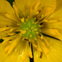 Meadow buttercup - core, Heeswijk, Netherlands https://www.jungledragon.com/image/62199/marsh-marigold_heeswijk_netherlands.html Europe,Heeswijk-Dinther,Meadow buttercup,Netherlands,Ranunculus acris,World,palustris