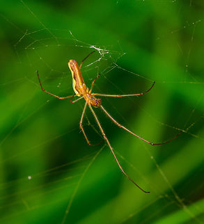 Tetragnatha extensa in cogweb, Heeswijk, Netherlands Very common spider in my area, with a notable shiny abdomen. It is in particularly well known for its stretching behavior when it feels threatened, hence in dutch it is named "common stretch spider". Jivko has a great example of this behavior:
https://www.jungledragon.com/image/22082/long-jawed_orb_weaver.html
Closeup:

https://www.jungledragon.com/image/62204/tetragnatha_extensa_in_cogweb_-_closeup_heeswijk_netherlands.html Europe,Heeswijk-Dinther,Netherlands,Tetragnatha extensa,World