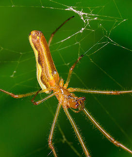 Tetragnatha extensa in cogweb - closeup, Heeswijk, Netherlands Very common spider in my area, with a notable shiny abdomen. It is in particularly well known for its stretching behavior when it feels threatened, hence in dutch it is named "common stretch spider". Jivko has a great example of this behavior:
https://www.jungledragon.com/image/22082/long-jawed_orb_weaver.html
Full body:

https://www.jungledragon.com/image/62202/tetragnatha_extensa_in_cogweb_heeswijk_netherlands.html Europe,Heeswijk-Dinther,Netherlands,Tetragnatha extensa,World