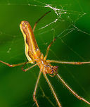 Tetragnatha extensa in cogweb - closeup, Heeswijk, Netherlands Very common spider in my area, with a notable shiny abdomen. It is in particularly well known for its stretching behavior when it feels threatened, hence in dutch it is named "common stretch spider". Jivko has a great example of this behavior:<br />
https://www.jungledragon.com/image/22082/long-jawed_orb_weaver.html<br />
Full body:<br />
<br />
https://www.jungledragon.com/image/62202/tetragnatha_extensa_in_cogweb_heeswijk_netherlands.html Europe,Heeswijk-Dinther,Netherlands,Tetragnatha extensa,World