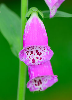 Purple foxglove, Heeswijk, Netherlands  Digitalis purpurea,Europe,Heeswijk-Dinther,Netherlands,Purple foxglove,World