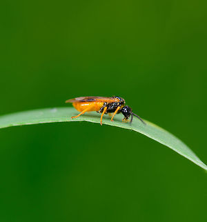 Selandria serva, Heeswijk, Netherlands  Europe,Heeswijk-Dinther,Netherlands,Selandria serva,World