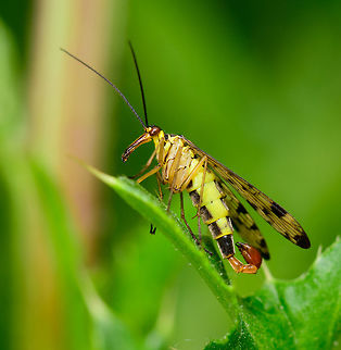 German scorpionfly, Heeswijk, Netherlands Quite common in my area but I'll never get bored of seeing them, as they are so unusual looking little freaks. They are named after the male appendage that looks similar to a scorpion's stinger. On this fly, however, it's not a stinger, instead they are genitalia with claspers to hold onto the female during mating. Here's a closeup of this appendage:
https://www.jungledragon.com/image/62315/common_scorpionfly_-_male_genitalia_heeswijk_netherlands.html
Be sure to also check out its freaky mouth:
https://www.jungledragon.com/image/37287/panorpa_communis.html Europe,German Scorpionfly,Heeswijk-Dinther,Netherlands,Panorpa germanica,World