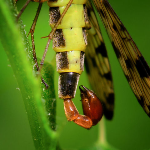 German scorpionfly - Male Genitalia, Heeswijk, Netherlands Quite common in my area but I'll never get bored of seeing them, as they are so unusual looking little freaks. They are named after the male appendage that looks similar to a scorpion's stinger. On this fly, however, it's not a stinger, instead they are genitalia with claspers to hold onto the female during mating. 
https://www.jungledragon.com/image/62314/common_scorpionfly_heeswijk_netherlands.html
Be sure to also check out its freaky mouth:

https://www.jungledragon.com/image/37287/panorpa_communis.html Europe,German Scorpionfly,Heeswijk-Dinther,Netherlands,Panorpa germanica,World