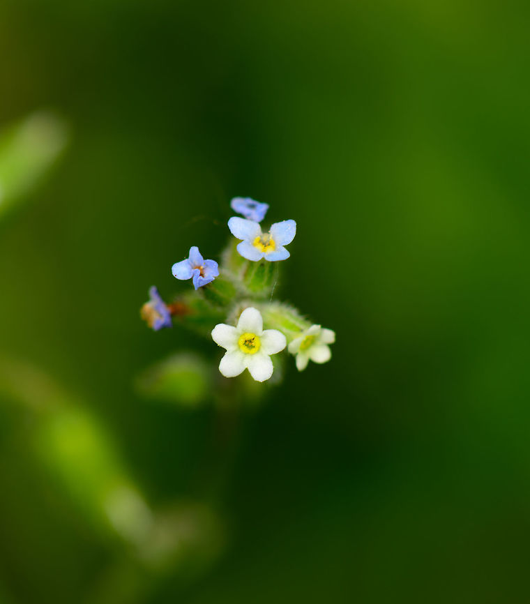 Changing forget-me-not, Heeswijk, Netherlands In dutch named the &quot;many-colored forget-me-not&quot;. Really tiny flowers on a windy day, so it&#039;s not as sharp as I wanted :) Europe,Heeswijk-Dinther,Myosotis discolor,Netherlands,World