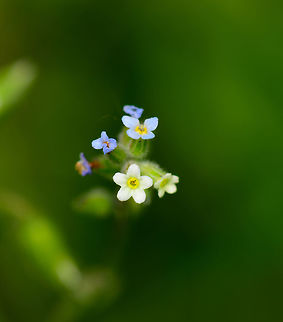 Changing forget-me-not, Heeswijk, Netherlands In dutch named the "many-colored forget-me-not". Really tiny flowers on a windy day, so it's not as sharp as I wanted :) Europe,Heeswijk-Dinther,Myosotis discolor,Netherlands,World