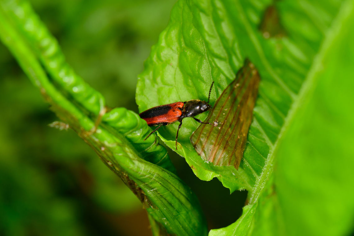 Ampedus sanguinolentus, Heeswijk, Netherlands Not too happy with this capture, but I do want to know what it is. Suggestions are welcome. Ampedus sanguinolentus,Europe,Heeswijk-Dinther,Netherlands,World