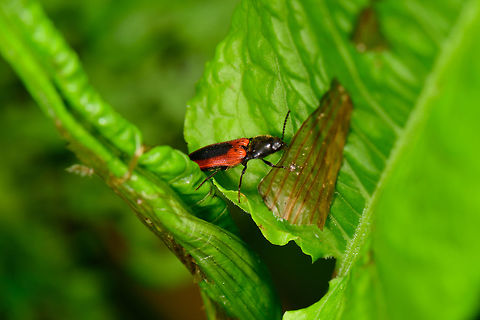 Ampedus sanguinolentus