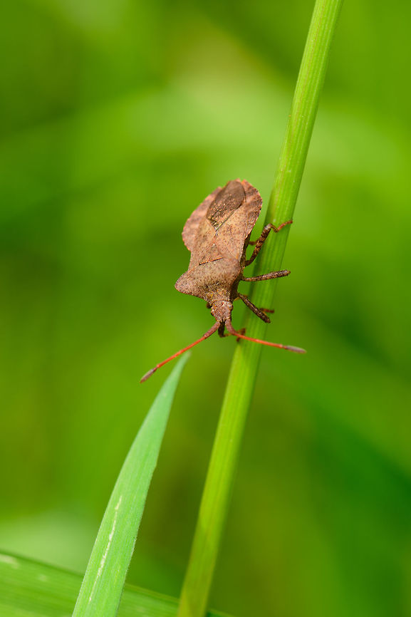 Defensive Dock Bug, Heeswijk, Netherlands  Coreus marginatus,Dock bug,Europe,Heeswijk-Dinther,Netherlands,World