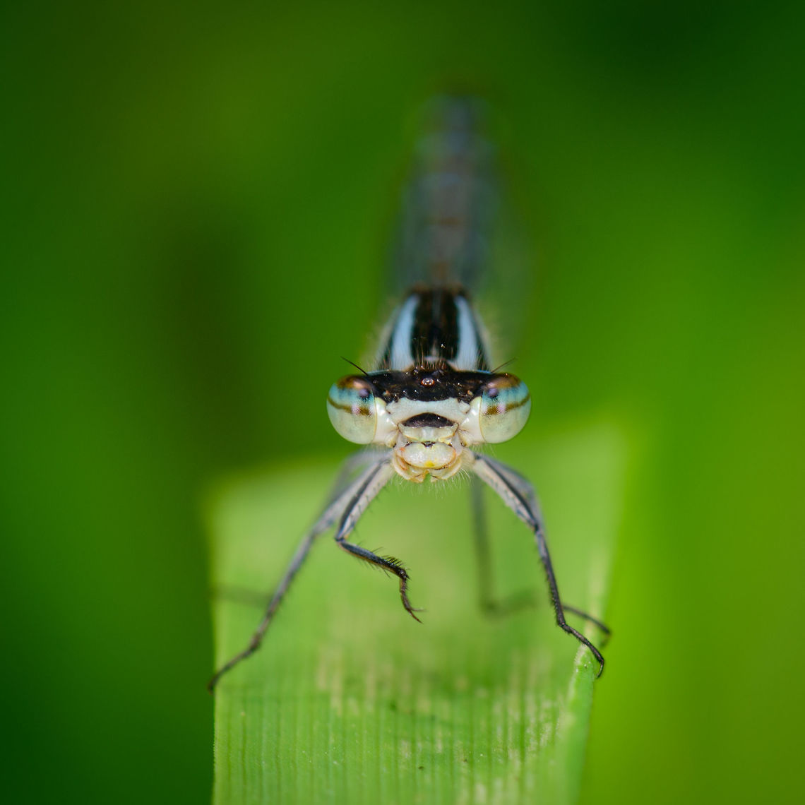 Common Blue Damselfy - female front view, Heeswijk, Netherlands Tricky to identify as females of blue damsels are highly variable. I had some help from an expert noting the broad shoulder stripe and near blank chest piece as keys. There was also a behavioral sign: this one was scooting over water easily, which apparently isn't done by the Azure damselfly. In dutch for this reason we call this one the "snuffle damselfly", meaning it "sniffs" the water, so to speak.<br />
<br />
A fact about this species that blew my mind: larvae sometimes overwinter twice. <br />
<br />
The side view shows the lack of a black stripe in the 2nd seam of the chest piece:<br />
<figure class="photo"><a href="https://www.jungledragon.com/image/62421/common_blue_damselfy_-_female_side_view_heeswijk_netherlands.html" title="Common Blue Damselfy - female side view, Heeswijk, Netherlands"><img src="https://s3.amazonaws.com/media.jungledragon.com/images/2/62421_thumb.jpg?AWSAccessKeyId=05GMT0V3GWVNE7GGM1R2&Expires=1769040010&Signature=%2F%2FXG1xMGf1Ev00e86X%2FmTjiKvzE%3D" width="200" height="140" alt="Common Blue Damselfy - female side view, Heeswijk, Netherlands Tricky to identify as females of blue damsels are highly variable. I had some help from an expert noting the broad shoulder stripe and near blank chest piece as keys. There was also a behavioral sign: this one was scooting over water easily, which apparently isn't done by the Azure damselfly. In dutch for this reason we call this one the "snuffle damselfly", meaning it "sniffs" the water, so to speak.<br />
<br />
A fact about this species that blew my mind: larvae sometimes overwinter twice.<br />
<br />
On this photo you can see the chest piece where in the second seam, there's no black stripe, whilst most blue damsels do have a stripe there. This poster (in dutch) visualizes the difference:<br />
https://assets.vlinderstichting.nl/docs/b80fe318-b9b8-41ee-acba-c7cebd27c2fb.pdf<br />
<br />
The top view shows the torpedo-like black stripes which are typical for the female of this species:<br />
https://www.jungledragon.com/image/62422/common_blue_damselfy_-_female_top_view_heeswijk_netherlands.html<br />
Front view:<br />
<br />
https://www.jungledragon.com/image/62420/common_blue_damselfy_-_female_front_view_heeswijk_netherlands.html Common blue damselfly,Enallagma cyathigerum,Europe,Heeswijk-Dinther,Netherlands,World" /></a></figure><br />
The top view shows the torpedo-like black stripes which are typical for the female of this species:<br />
<br />
<figure class="photo"><a href="https://www.jungledragon.com/image/62422/common_blue_damselfy_-_female_top_view_heeswijk_netherlands.html" title="Common Blue Damselfy - female top view, Heeswijk, Netherlands"><img src="https://s3.amazonaws.com/media.jungledragon.com/images/2/62422_thumb.jpg?AWSAccessKeyId=05GMT0V3GWVNE7GGM1R2&Expires=1769040010&Signature=nrxaC%2BfedVRpfFgItrWq9PPkSEQ%3D" width="200" height="128" alt="Common Blue Damselfy - female top view, Heeswijk, Netherlands Tricky to identify as females of blue damsels are highly variable. I had some help from an expert noting the broad shoulder stripe and near blank chest piece as keys. There was also a behavioral sign: this one was scooting over water easily, which apparently isn't done by the Azure damselfly. In dutch for this reason we call this one the "snuffle damselfly", meaning it "sniffs" the water, so to speak.<br />
<br />
This photo show the broad torpedo-like black stripes which are characteristic for the female of this species.<br />
<br />
Side view:<br />
https://www.jungledragon.com/image/62421/common_blue_damselfy_-_female_side_view_heeswijk_netherlands.html<br />
Front view:<br />
<br />
https://www.jungledragon.com/image/62420/common_blue_damselfy_-_female_front_view_heeswijk_netherlands.html Common blue damselfly,Enallagma cyathigerum,Europe,Heeswijk-Dinther,Netherlands,World" /></a></figure><br />
 Common blue damselfly,Enallagma cyathigerum,Europe,Heeswijk-Dinther,Netherlands,World
