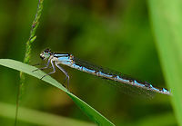 Common Blue Damselfy - female side view, Heeswijk, Netherlands Tricky to identify as females of blue damsels are highly variable. I had some help from an expert noting the broad shoulder stripe and near blank chest piece as keys. There was also a behavioral sign: this one was scooting over water easily, which apparently isn't done by the Azure damselfly. In dutch for this reason we call this one the "snuffle damselfly", meaning it "sniffs" the water, so to speak.<br />
<br />
A fact about this species that blew my mind: larvae sometimes overwinter twice.<br />
<br />
On this photo you can see the chest piece where in the second seam, there's no black stripe, whilst most blue damsels do have a stripe there. This poster (in dutch) visualizes the difference:<br />
https://assets.vlinderstichting.nl/docs/b80fe318-b9b8-41ee-acba-c7cebd27c2fb.pdf<br />
<br />
The top view shows the torpedo-like black stripes which are typical for the female of this species:<br />
https://www.jungledragon.com/image/62422/common_blue_damselfy_-_female_top_view_heeswijk_netherlands.html<br />
Front view:<br />
<br />
https://www.jungledragon.com/image/62420/common_blue_damselfy_-_female_front_view_heeswijk_netherlands.html Common blue damselfly,Enallagma cyathigerum,Europe,Heeswijk-Dinther,Netherlands,World
