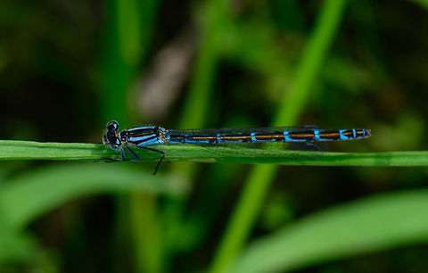 Common Blue Damselfy - female top view, Heeswijk, Netherlands Tricky to identify as females of blue damsels are highly variable. I had some help from an expert noting the broad shoulder stripe and near blank chest piece as keys. There was also a behavioral sign: this one was scooting over water easily, which apparently isn't done by the Azure damselfly. In dutch for this reason we call this one the "snuffle damselfly", meaning it "sniffs" the water, so to speak.

This photo show the broad torpedo-like black stripes which are characteristic for the female of this species.

Side view:
https://www.jungledragon.com/image/62421/common_blue_damselfy_-_female_side_view_heeswijk_netherlands.html
Front view:

https://www.jungledragon.com/image/62420/common_blue_damselfy_-_female_front_view_heeswijk_netherlands.html Common blue damselfly,Enallagma cyathigerum,Europe,Heeswijk-Dinther,Netherlands,World