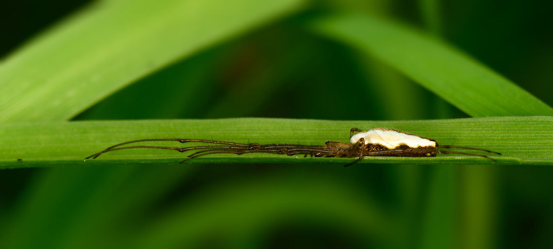 Tetragnatha extensa stretching, Heeswijk, Netherlands Earlier on this hike, I found this species in a cogweb:<br />
<figure class="photo"><a href="https://www.jungledragon.com/image/62202/tetragnatha_extensa_in_cogweb_heeswijk_netherlands.html" title="Tetragnatha extensa in cogweb, Heeswijk, Netherlands"><img src="https://s3.amazonaws.com/media.jungledragon.com/images/2/62202_thumb.jpg?AWSAccessKeyId=05GMT0V3GWVNE7GGM1R2&Expires=1769040010&Signature=9zQKNwc6ac55Mdn1%2Bn1MLOoc%2FzM%3D" width="140" height="152" alt="Tetragnatha extensa in cogweb, Heeswijk, Netherlands Very common spider in my area, with a notable shiny abdomen. It is in particularly well known for its stretching behavior when it feels threatened, hence in dutch it is named "common stretch spider". Jivko has a great example of this behavior:<br />
https://www.jungledragon.com/image/22082/long-jawed_orb_weaver.html<br />
Closeup:<br />
<br />
https://www.jungledragon.com/image/62204/tetragnatha_extensa_in_cogweb_-_closeup_heeswijk_netherlands.html Europe,Heeswijk-Dinther,Netherlands,Tetragnatha extensa,World" /></a></figure><br />
About 50 minutes later I found this specimen stretching on the inside of a long leaf. In dutch they are aptly named "common stretch spider". Supposedly they take this position when feeling threatened. Another angle:<br />
<br />
<figure class="photo"><a href="https://www.jungledragon.com/image/62458/tetragnatha_extensa_stretching_-_ii_heeswijk_netherlands.html" title="Tetragnatha extensa stretching - II, Heeswijk, Netherlands"><img src="https://s3.amazonaws.com/media.jungledragon.com/images/2/62458_thumb.jpg?AWSAccessKeyId=05GMT0V3GWVNE7GGM1R2&Expires=1769040010&Signature=tmbuaKPva%2BwPj5hxSo%2FXw8jc9rw%3D" width="200" height="108" alt="Tetragnatha extensa stretching - II, Heeswijk, Netherlands Earlier on this hike, I found this species in a cogweb:<br />
https://www.jungledragon.com/image/62202/tetragnatha_extensa_in_cogweb_heeswijk_netherlands.html<br />
About 50 minutes later I found this specimen stretching on the inside of a long leaf. In dutch they are aptly named "common stretch spider". Supposedly they take this position when feeling threatened. Another angle:<br />
<br />
https://www.jungledragon.com/image/62456/tetragnatha_extensa_stretching_heeswijk_netherlands.html Europe,Heeswijk-Dinther,Netherlands,Tetragnatha extensa,World" /></a></figure> Europe,Heeswijk-Dinther,Netherlands,Tetragnatha extensa,World