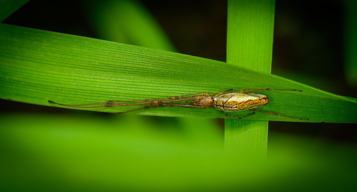 Tetragnatha extensa stretching - II, Heeswijk, Netherlands Earlier on this hike, I found this species in a cogweb:<br />
<figure class="photo"><a href="https://www.jungledragon.com/image/62202/tetragnatha_extensa_in_cogweb_heeswijk_netherlands.html" title="Tetragnatha extensa in cogweb, Heeswijk, Netherlands"><img src="https://s3.amazonaws.com/media.jungledragon.com/images/2/62202_thumb.jpg?AWSAccessKeyId=05GMT0V3GWVNE7GGM1R2&Expires=1769040010&Signature=9zQKNwc6ac55Mdn1%2Bn1MLOoc%2FzM%3D" width="140" height="152" alt="Tetragnatha extensa in cogweb, Heeswijk, Netherlands Very common spider in my area, with a notable shiny abdomen. It is in particularly well known for its stretching behavior when it feels threatened, hence in dutch it is named "common stretch spider". Jivko has a great example of this behavior:<br />
https://www.jungledragon.com/image/22082/long-jawed_orb_weaver.html<br />
Closeup:<br />
<br />
https://www.jungledragon.com/image/62204/tetragnatha_extensa_in_cogweb_-_closeup_heeswijk_netherlands.html Europe,Heeswijk-Dinther,Netherlands,Tetragnatha extensa,World" /></a></figure><br />
About 50 minutes later I found this specimen stretching on the inside of a long leaf. In dutch they are aptly named "common stretch spider". Supposedly they take this position when feeling threatened. Another angle:<br />
<br />
<figure class="photo"><a href="https://www.jungledragon.com/image/62456/tetragnatha_extensa_stretching_heeswijk_netherlands.html" title="Tetragnatha extensa stretching, Heeswijk, Netherlands"><img src="https://s3.amazonaws.com/media.jungledragon.com/images/2/62456_thumb.jpg?AWSAccessKeyId=05GMT0V3GWVNE7GGM1R2&Expires=1769040010&Signature=xiGDfwAf9OQ8TtQbsK5vyN3yqhA%3D" width="200" height="92" alt="Tetragnatha extensa stretching, Heeswijk, Netherlands Earlier on this hike, I found this species in a cogweb:<br />
https://www.jungledragon.com/image/62202/tetragnatha_extensa_in_cogweb_heeswijk_netherlands.html<br />
About 50 minutes later I found this specimen stretching on the inside of a long leaf. In dutch they are aptly named "common stretch spider". Supposedly they take this position when feeling threatened. Another angle:<br />
<br />
https://www.jungledragon.com/image/62458/tetragnatha_extensa_stretching_-_ii_heeswijk_netherlands.html Europe,Heeswijk-Dinther,Netherlands,Tetragnatha extensa,World" /></a></figure> Europe,Heeswijk-Dinther,Netherlands,Tetragnatha extensa,World