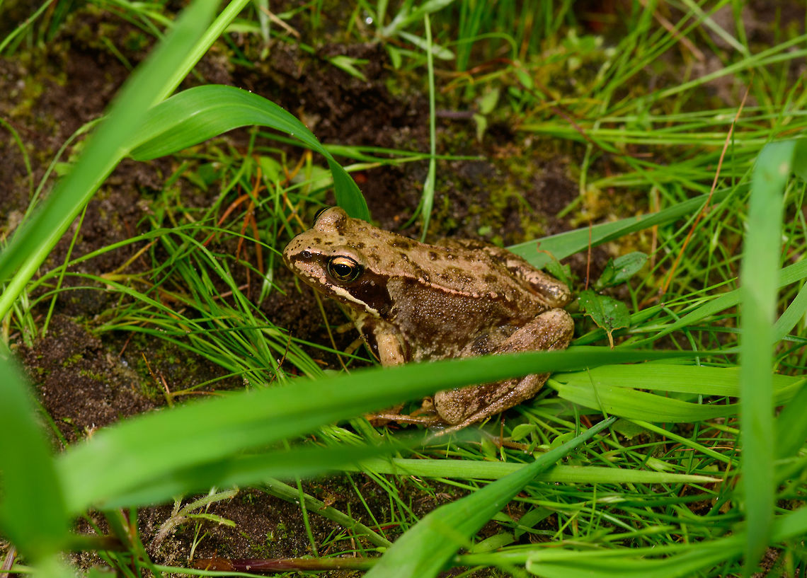 Common Brown Frog, Heeswijk, Netherlands A regular event during my macro shoots is to almost have a heart attack when this frog suddenly rushes away out of the blue. I would be standing still for a good 15 mins, intensely focused on finding or shooting some bug. So it was right next to me, all this time.  Common frog,Europe,Heeswijk-Dinther,Netherlands,Rana temporaria,World
