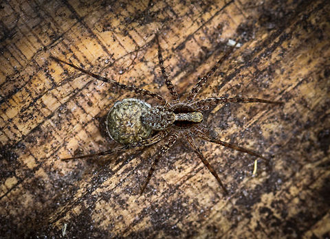 Pardosa sp with egg sac, Heeswijk, Netherlands For years I've been seeing these spiders run around on the forest floor in great numbers, and with each step I seem to disturb a few of them. But they're small and fast, and easily go into hiding. I had a bit more luck for once when this wolf spider was sitting still at a fallen tree on a hot day. 

Possibly Pardosa lugubris, but an expert suggested this can only be determined by investigating their genitalia, a step I skipped :)
https://www.jungledragon.com/image/62518/pardosa_sp_with_egg_sac_-_side_view_heeswijk_netherlands.html Europe,Heeswijk-Dinther,Netherlands,World