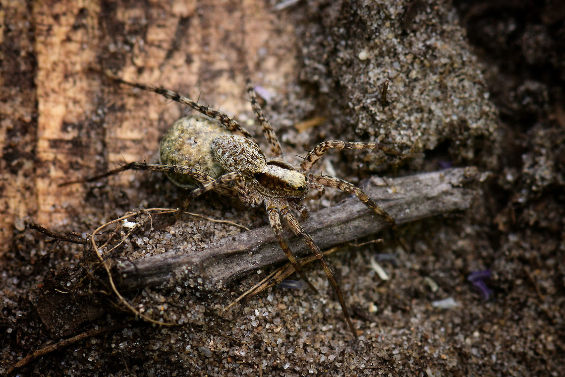 Pardosa sp with egg sac - side view, Heeswijk, Netherlands For years I've been seeing these spiders run around on the forest floor in great numbers, and with each step I seem to disturb a few of them. But they're small and fast, and easily go into hiding. I had a bit more luck for once when this wolf spider was sitting still at a fallen tree on a hot day. <br />
<br />
Possibly Pardosa lugubris, but an expert suggested this can only be determined by investigating their genitalia, a step I skipped :)<br />
<figure class="photo"><a href="https://www.jungledragon.com/image/62517/pardosa_sp_with_egg_sac_heeswijk_netherlands.html" title="Pardosa sp with egg sac, Heeswijk, Netherlands"><img src="https://s3.amazonaws.com/media.jungledragon.com/images/2/62517_thumb.jpg?AWSAccessKeyId=05GMT0V3GWVNE7GGM1R2&Expires=1770854410&Signature=AVuRegf3LA4lAw1wadKYYoe1ukU%3D" width="200" height="146" alt="Pardosa sp with egg sac, Heeswijk, Netherlands For years I've been seeing these spiders run around on the forest floor in great numbers, and with each step I seem to disturb a few of them. But they're small and fast, and easily go into hiding. I had a bit more luck for once when this wolf spider was sitting still at a fallen tree on a hot day. <br />
<br />
Possibly Pardosa lugubris, but an expert suggested this can only be determined by investigating their genitalia, a step I skipped :)<br />
https://www.jungledragon.com/image/62518/pardosa_sp_with_egg_sac_-_side_view_heeswijk_netherlands.html Europe,Heeswijk-Dinther,Netherlands,World" /></a></figure> Europe,Heeswijk-Dinther,Netherlands,World