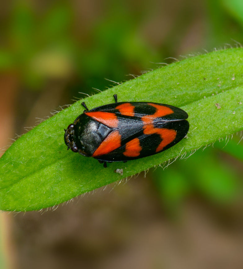 Cercopis vulnerata froghopper, Heeswijk, Netherlands Named the &quot;blood cicada&quot; in dutch.  Cercopis vulnerata,Europe,Heeswijk-Dinther,Netherlands,World