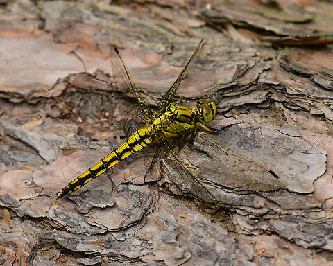 Black-tailed Skimmer, Heeswijk, Netherlands Female, found on a fallen tree. I'll use this sequence to document my general approach for photographing an active (daylight) dragonfly once located. It's not rocket science, and not all dragonflies behave the same, but just sharing experiences. Main steps:

1. Registration shot. Take a somewhat distance shot to secure the observation. My camera has so much crop room that sometimes with just the registration shot I can crop out a reasonable closeup.

2. Approach. The process of moving closer as well as getting to eye level. When approaching from the back, do not ever break their light, and try to get towards one of their sides very slowly without causing any movement in vegetation. It very much sees your movement in any case, you just need to trick it into not seeing it as a threat. Approaching from the front is easier, somehow they are more tolerant there.

3. Take the shots, many of them, moving in a few mm each time. Move a few inches back and try a different angle. Flash does not seem to matter, they tolerate it well, unlike butterflies.

4. With the main shots secured, you can consider adding a bit of creativity, trying weird angles or focusing on different body parts. 

https://www.jungledragon.com/image/62529/black-tailed_skimmer_-_front_heeswijk_netherlands.html
https://www.jungledragon.com/image/62530/black-tailed_skimmer_-_front_ii_heeswijk_netherlands.html
https://www.jungledragon.com/image/62531/black-tailed_skimmer_-_front_iii_heeswijk_netherlands.html
https://www.jungledragon.com/image/62532/black-tailed_skimmer_-_side_heeswijk_netherlands.html
https://www.jungledragon.com/image/62533/black-tailed_skimmer_-_abdomen_heeswijk_netherlands.html

Lighting setup used:
https://pbs.twimg.com/media/DgfQHncXkAAA5nH.jpg:large Black-tailed skimmer,Europe,Heeswijk-Dinther,Netherlands,Orthetrum cancellatum,World