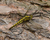 Black-tailed Skimmer, Heeswijk, Netherlands Female, found on a fallen tree. I'll use this sequence to document my general approach for photographing an active (daylight) dragonfly once located. It's not rocket science, and not all dragonflies behave the same, but just sharing experiences. Main steps:<br />
<br />
1. Registration shot. Take a somewhat distance shot to secure the observation. My camera has so much crop room that sometimes with just the registration shot I can crop out a reasonable closeup.<br />
<br />
2. Approach. The process of moving closer as well as getting to eye level. When approaching from the back, do not ever break their light, and try to get towards one of their sides very slowly without causing any movement in vegetation. It very much sees your movement in any case, you just need to trick it into not seeing it as a threat. Approaching from the front is easier, somehow they are more tolerant there.<br />
<br />
3. Take the shots, many of them, moving in a few mm each time. Move a few inches back and try a different angle. Flash does not seem to matter, they tolerate it well, unlike butterflies.<br />
<br />
4. With the main shots secured, you can consider adding a bit of creativity, trying weird angles or focusing on different body parts. <br />
<br />
https://www.jungledragon.com/image/62529/black-tailed_skimmer_-_front_heeswijk_netherlands.html<br />
https://www.jungledragon.com/image/62530/black-tailed_skimmer_-_front_ii_heeswijk_netherlands.html<br />
https://www.jungledragon.com/image/62531/black-tailed_skimmer_-_front_iii_heeswijk_netherlands.html<br />
https://www.jungledragon.com/image/62532/black-tailed_skimmer_-_side_heeswijk_netherlands.html<br />
https://www.jungledragon.com/image/62533/black-tailed_skimmer_-_abdomen_heeswijk_netherlands.html<br />
<br />
Lighting setup used:<br />
https://pbs.twimg.com/media/DgfQHncXkAAA5nH.jpg:large Black-tailed skimmer,Europe,Heeswijk-Dinther,Netherlands,Orthetrum cancellatum,World